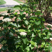 Arrowwood Viburnum tree All That Glitters variety with bright foliage and healthy viburnum growth