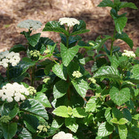 Viburnum arrowwood shrub All That Glitters in garden landscape with glossy leaves