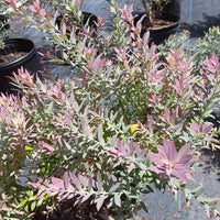 Vaccinium darrowii Rosa’s Blush Evergreen Blueberry – Full Plant Image