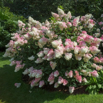 Vanilla Strawberry Hydrangea Blooming with Bright Foliage