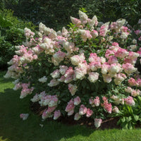 Vanilla Strawberry Hydrangea Blooming with Bright Foliage