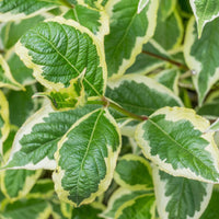 Pink flowering variegated weigela plant in spring garden
