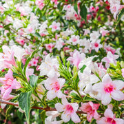 Variegated Weigela Tree
