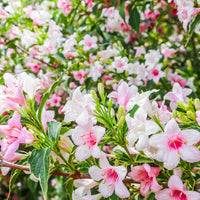 Variegated weigela shrub with cream edged leaves and pink flowers