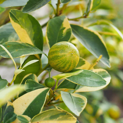 Pink Variegated Citrus Eureka Lemon Tree