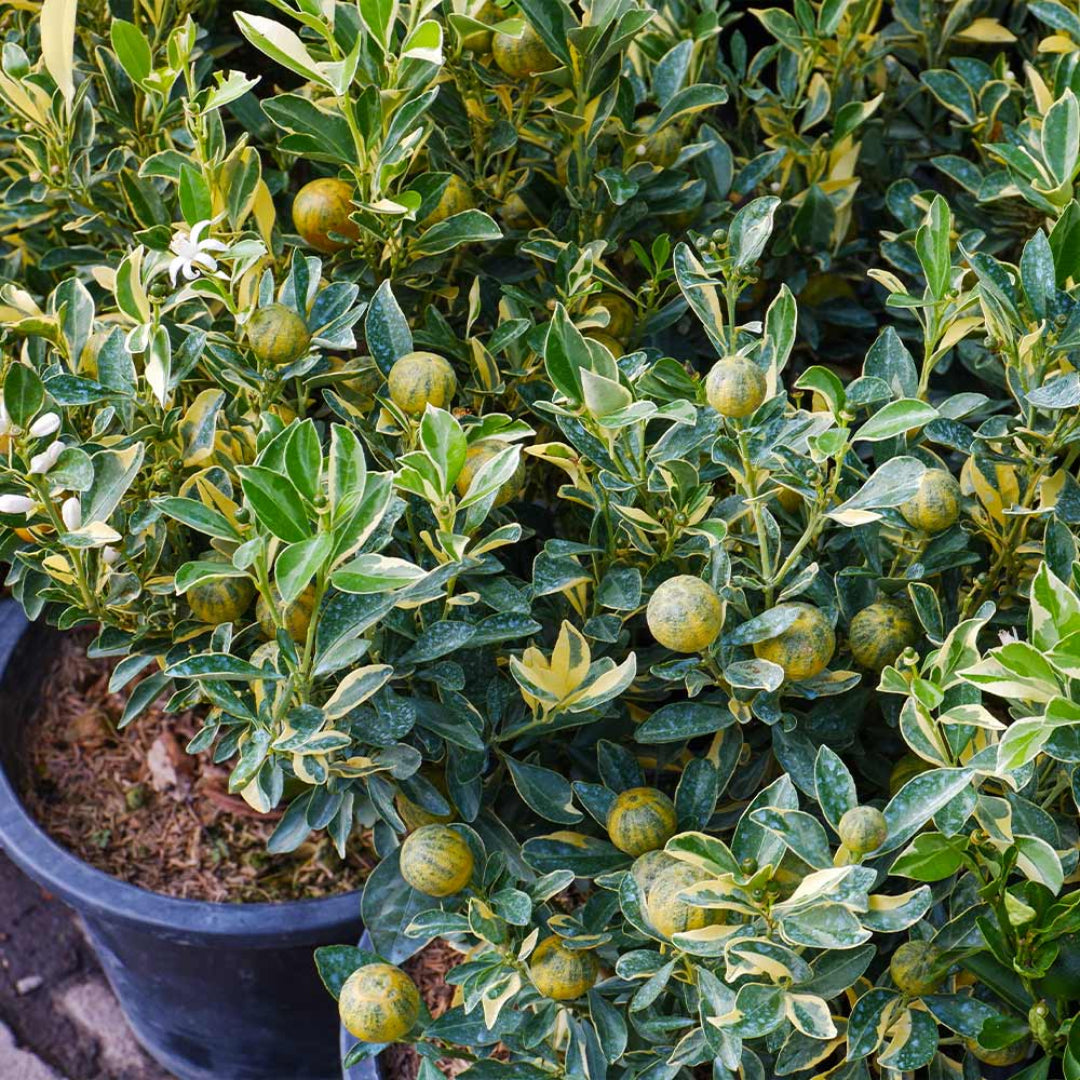 Pink Variegated Citrus Eureka Lemon Tree