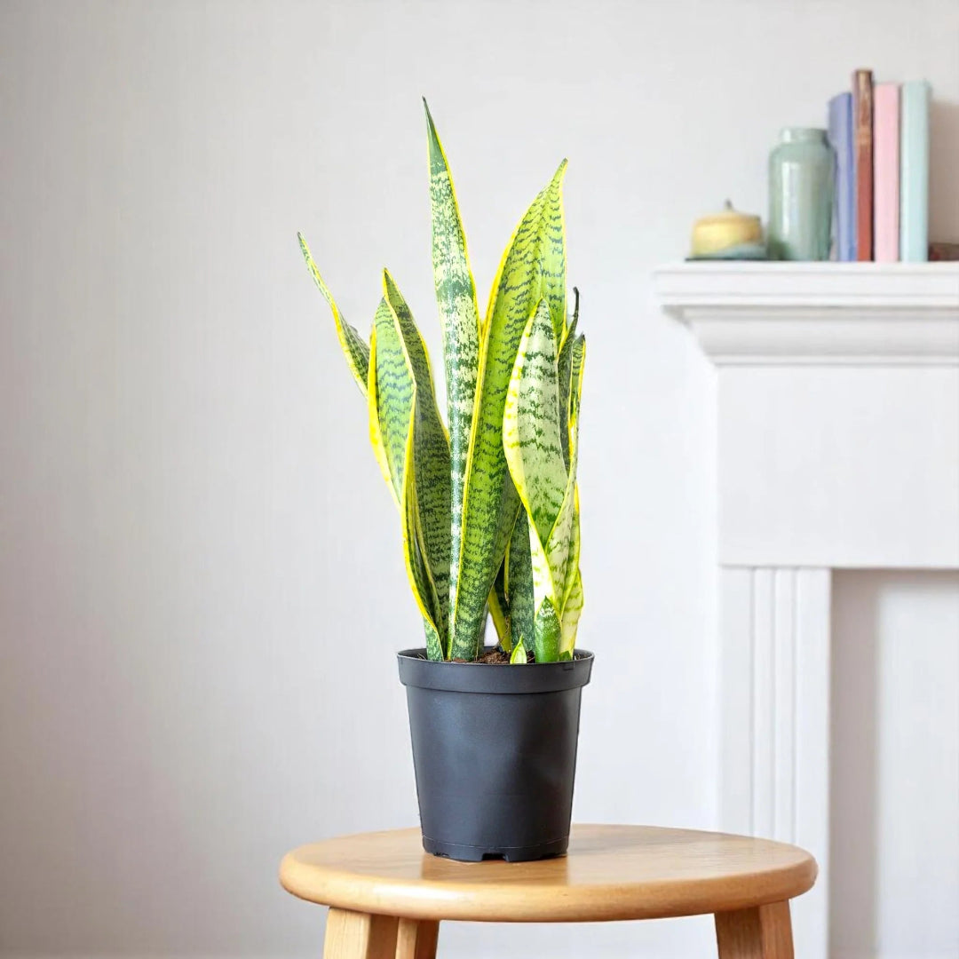 Variegated Snake Plant