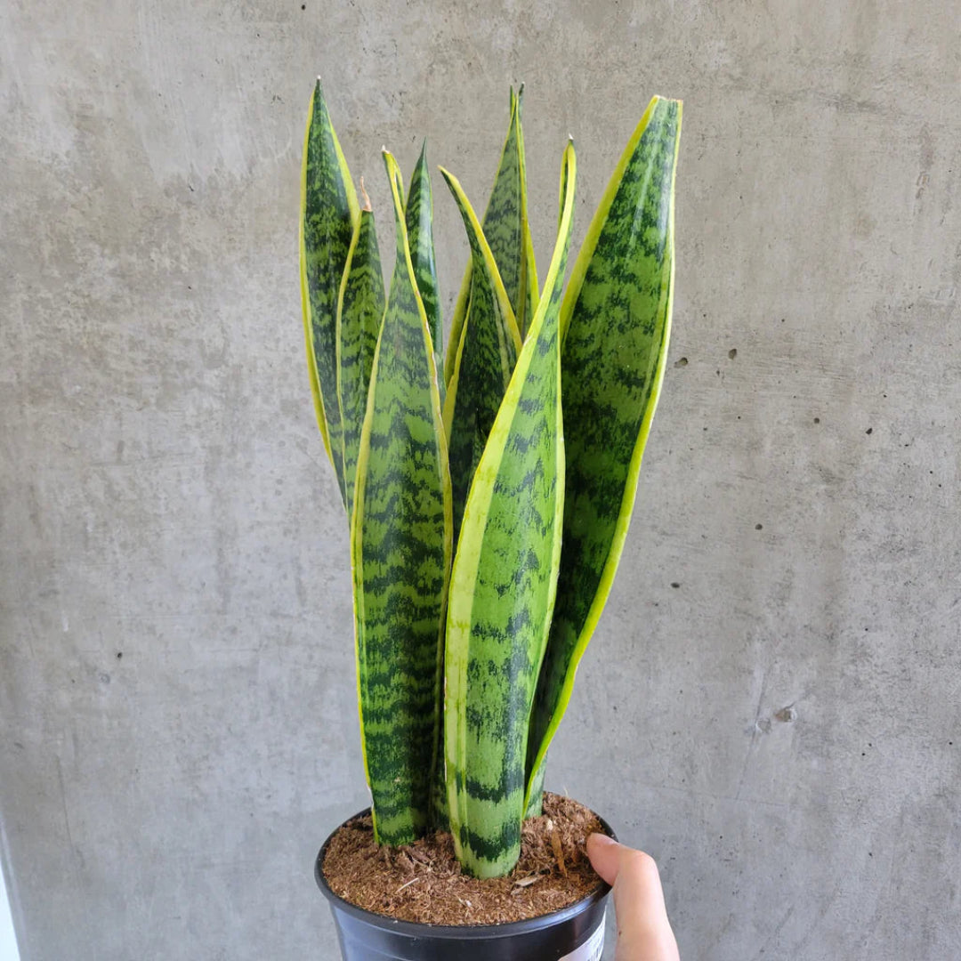 Variegated Snake Plant