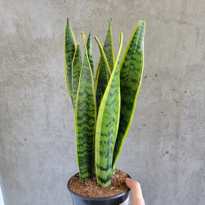 Variegated Snake Plant