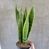 Variegated Snake Plant