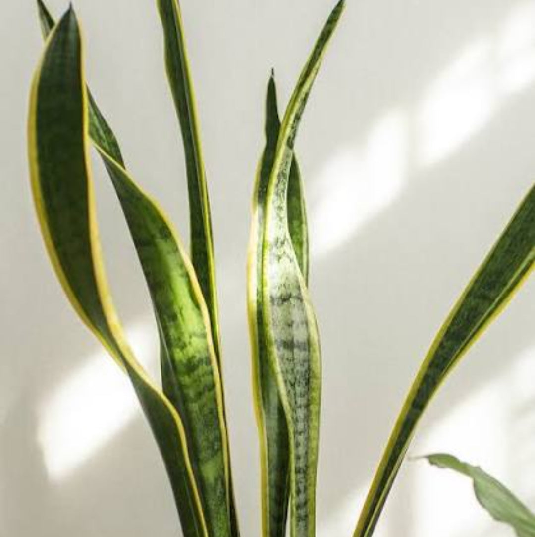 Variegated Snake Plant