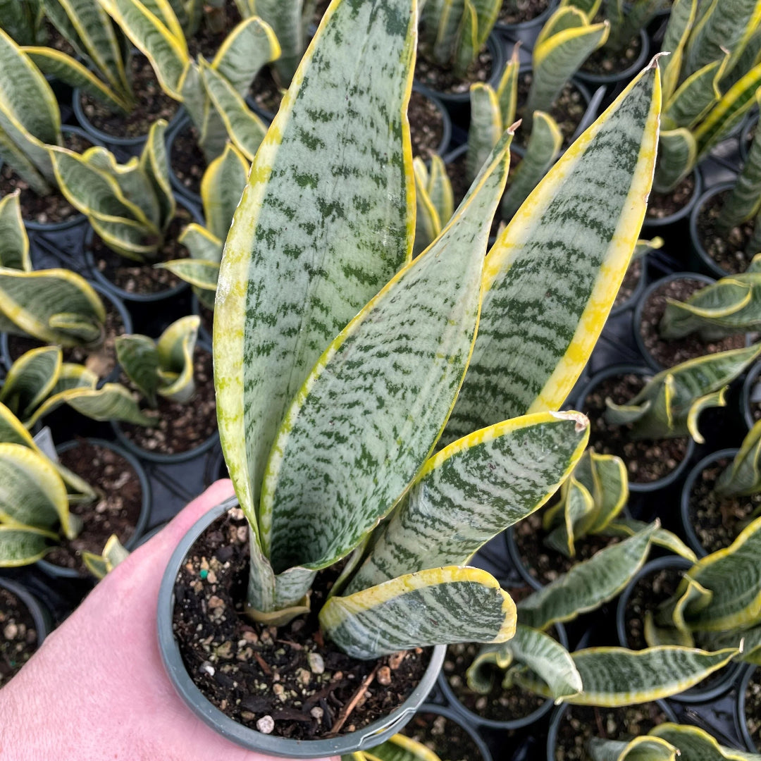 Variegated Snake Plant