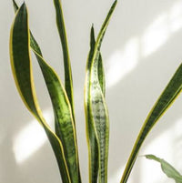 Variegated Snake Plant