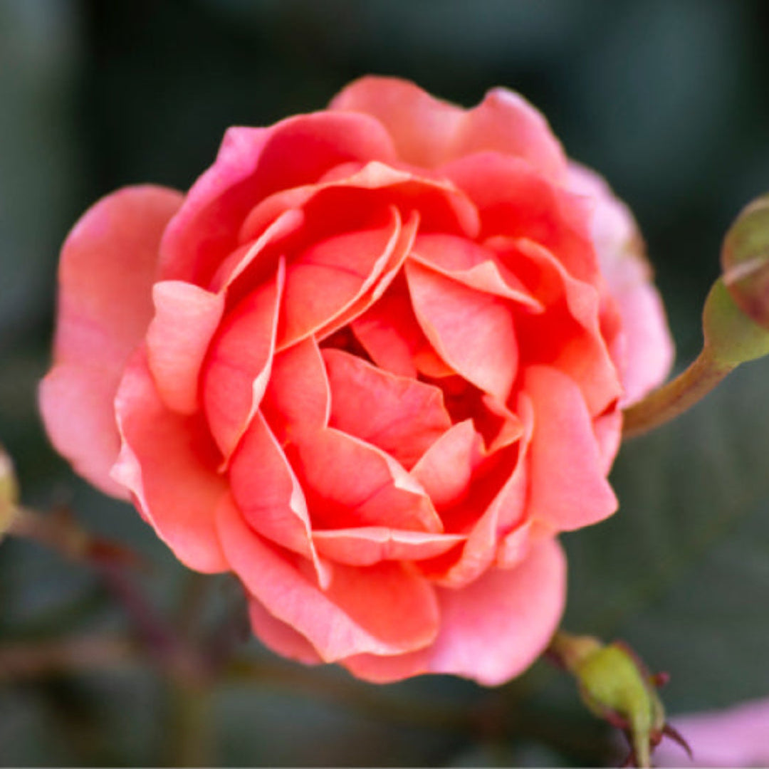 Coral Knock Out Rose