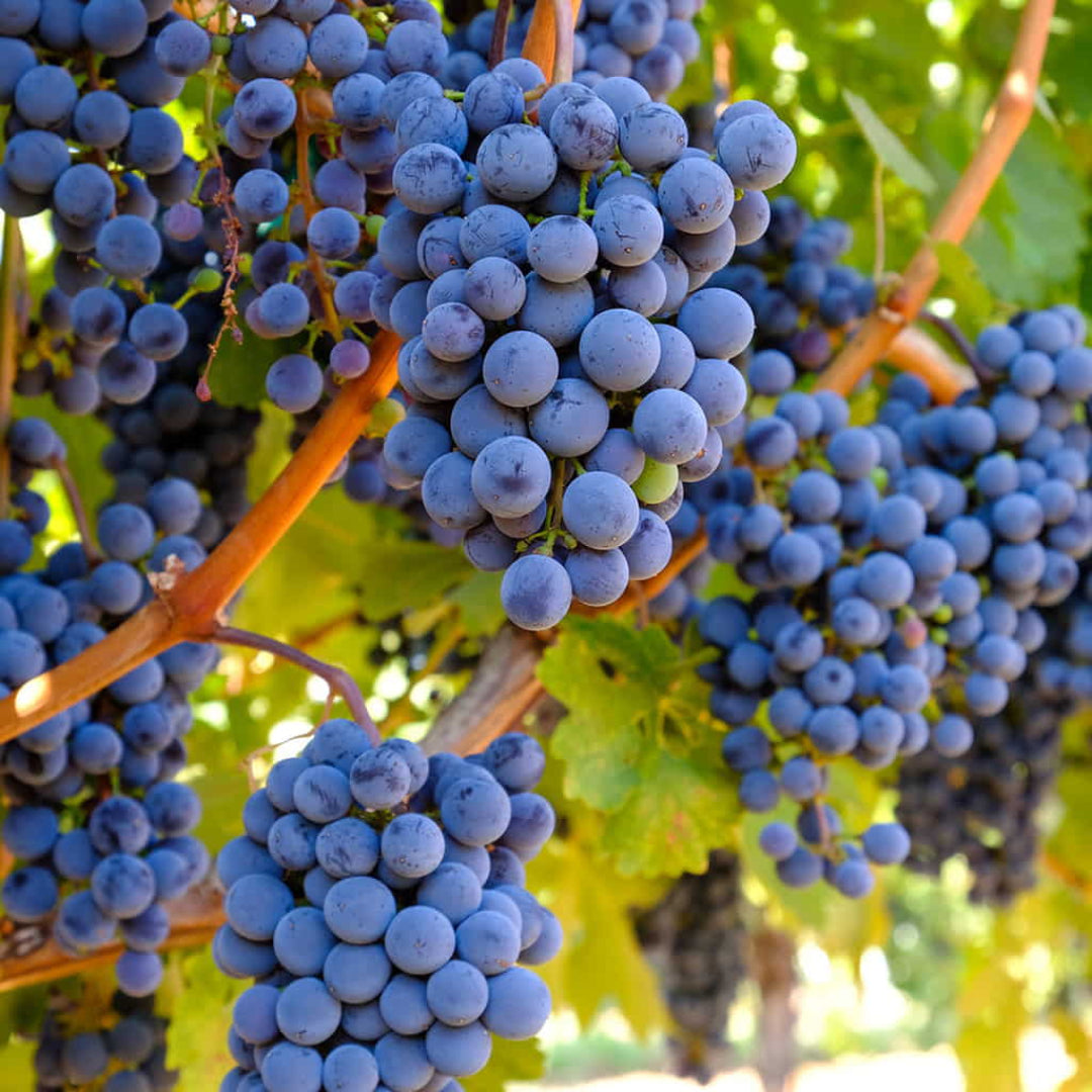 Venus Blue/Black Seedless Grape