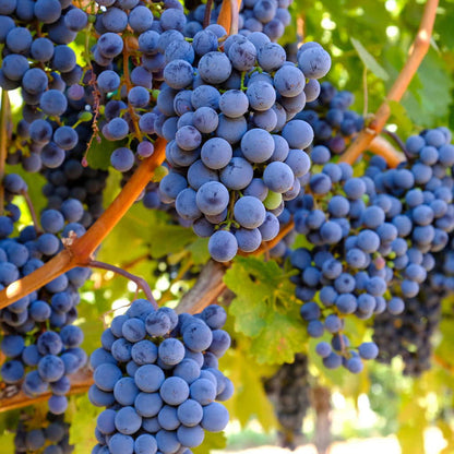 Venus Blue/Black Seedless Grape