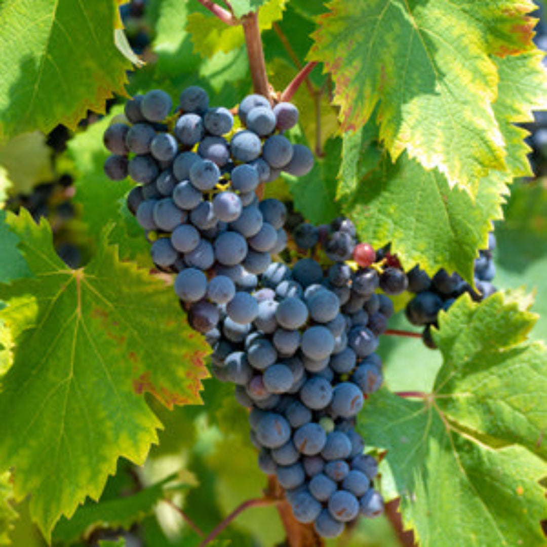 Venus Blue/Black Seedless Grape