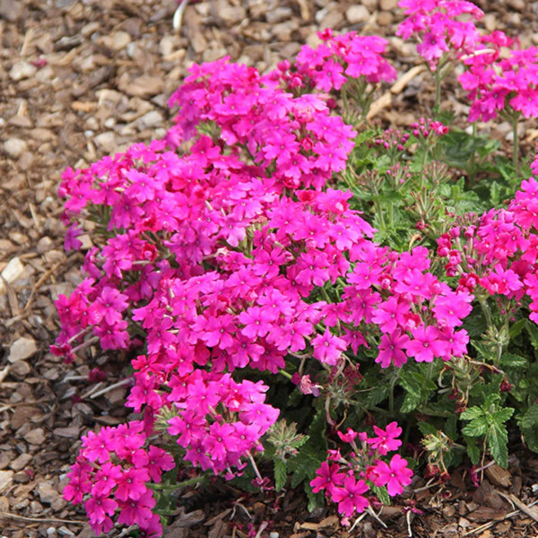 Verbena &