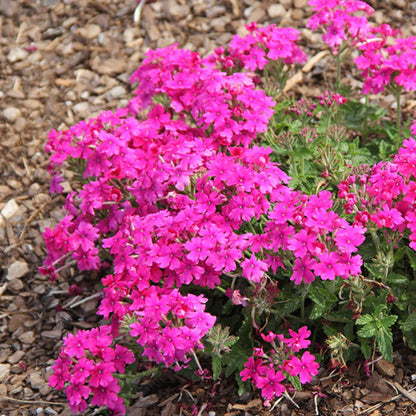 Verbena &