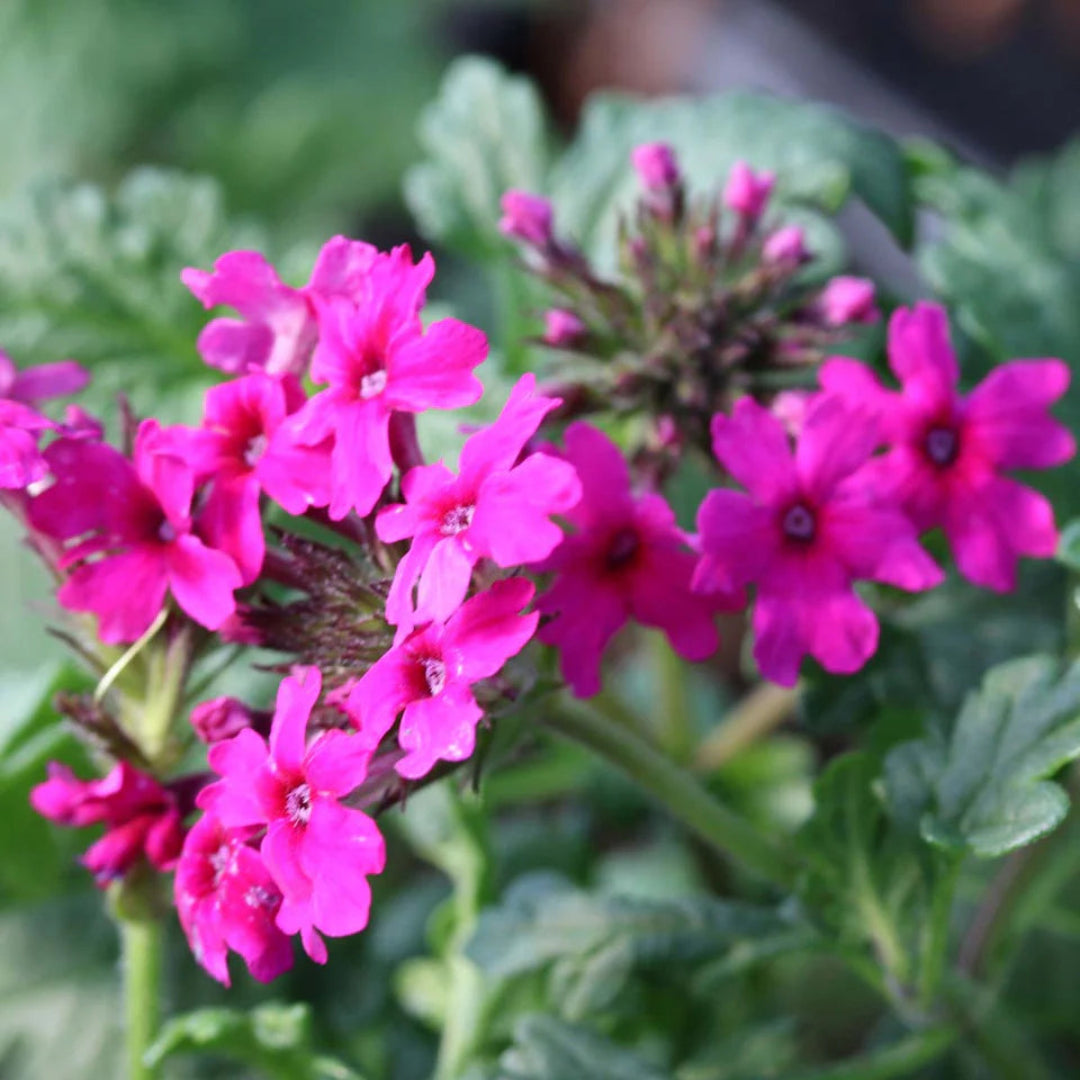 Verbena Homestead Hot Pink - [EG]