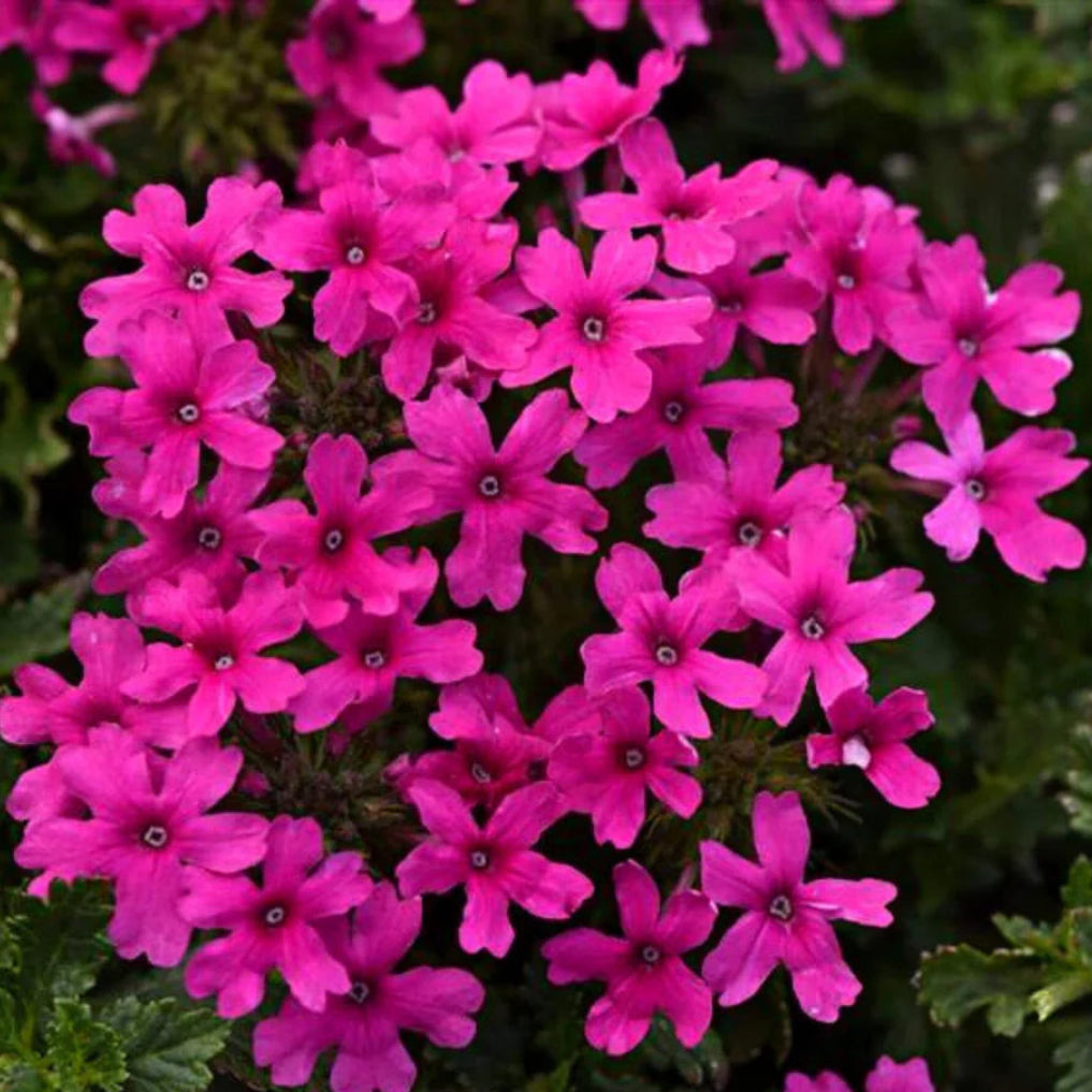 Verbena Homestead Hot Pink - [EG]