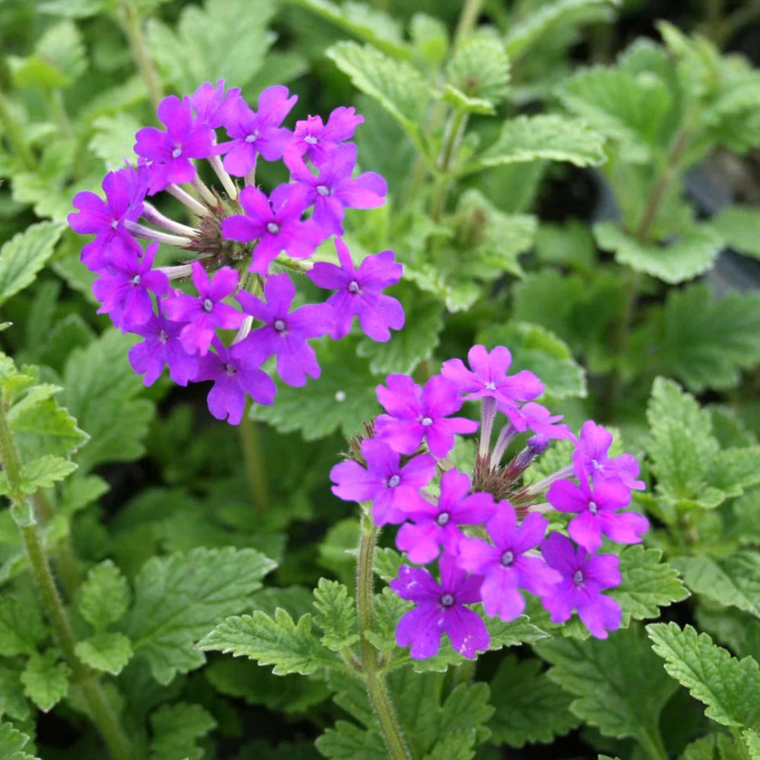 Verbena x &