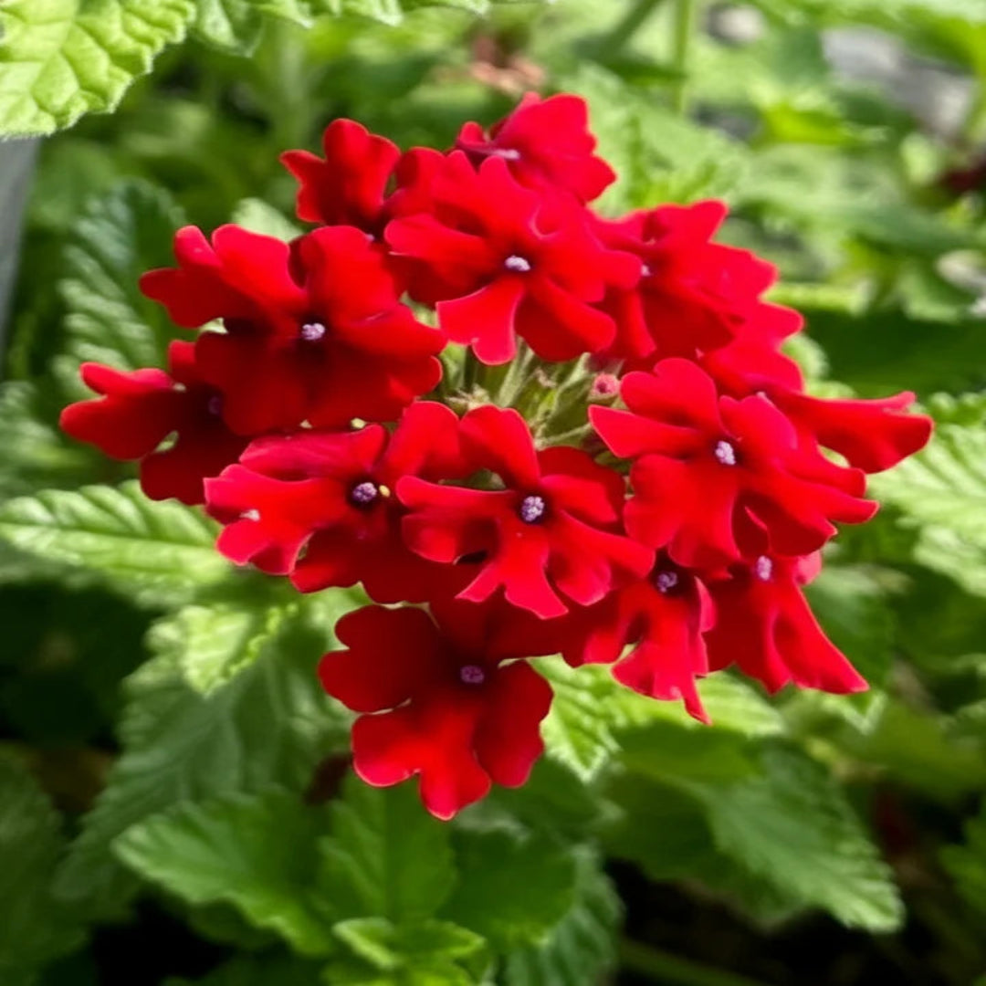 Verbena ‘EnduraScape Red’ Creeping Verbena - [EG]