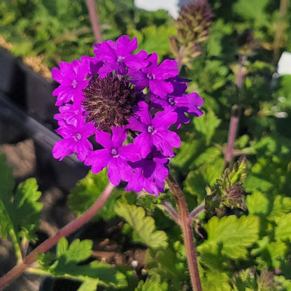 Verbena Homestead Purple close up flowers