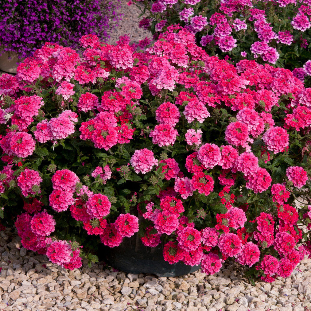 Verbena &