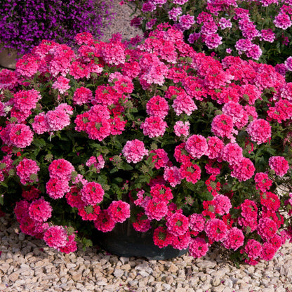 Verbena &