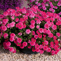 Verbena 'EnduraScape Magenta' Creeping Verbena - [EG]