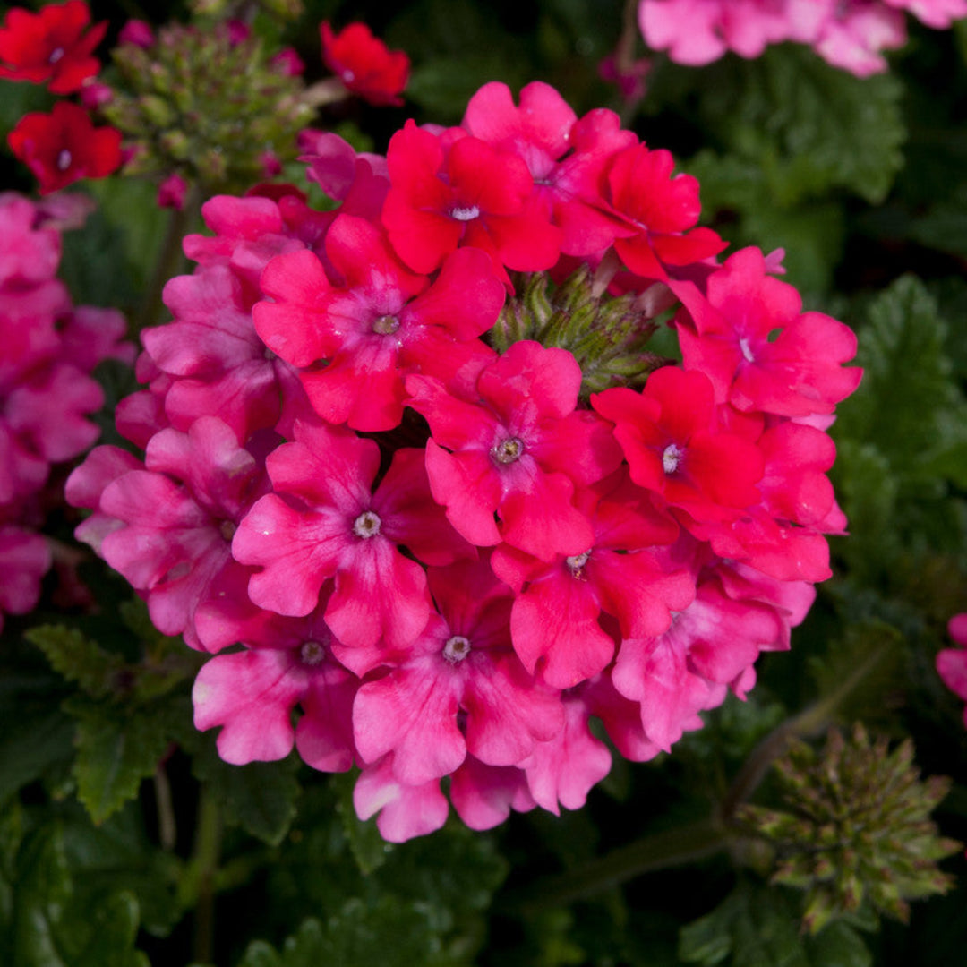 Verbena &