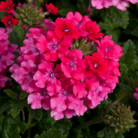 Verbena 'EnduraScape Magenta' Creeping Verbena - [EG]