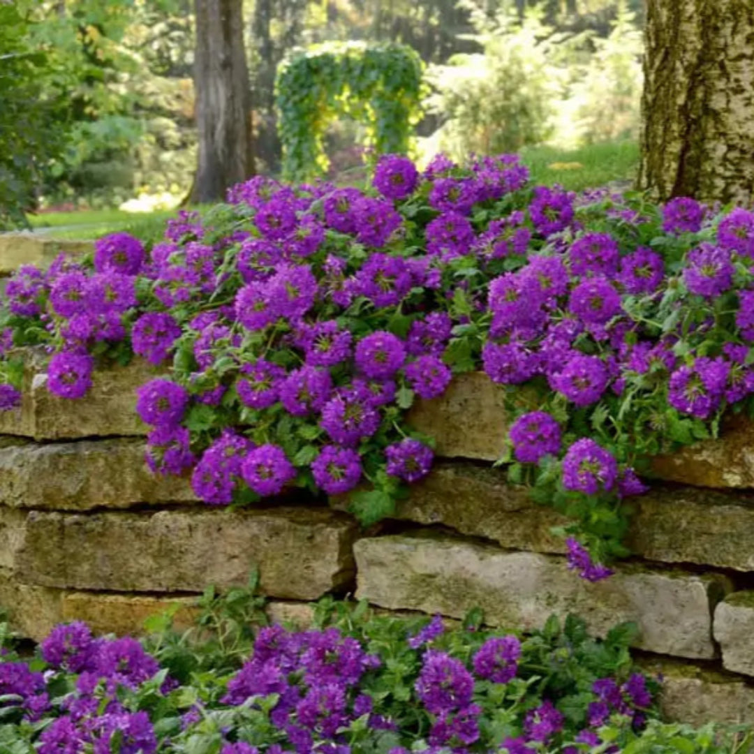 Verbena &