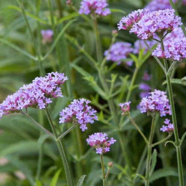 Verbena Bonariensis Lollipop - [EG]
