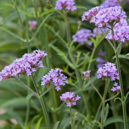 Verbena Bonariensis Lollipop - [EG]