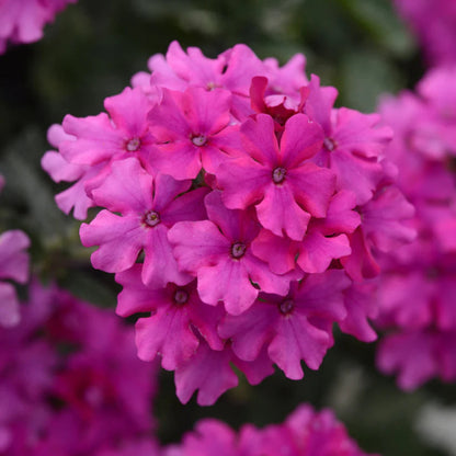 Verbena &