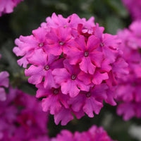 Verbena 'EnduraScape Magenta' Creeping Verbena - [EG]