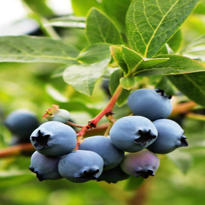 Vernon Blueberry Bush