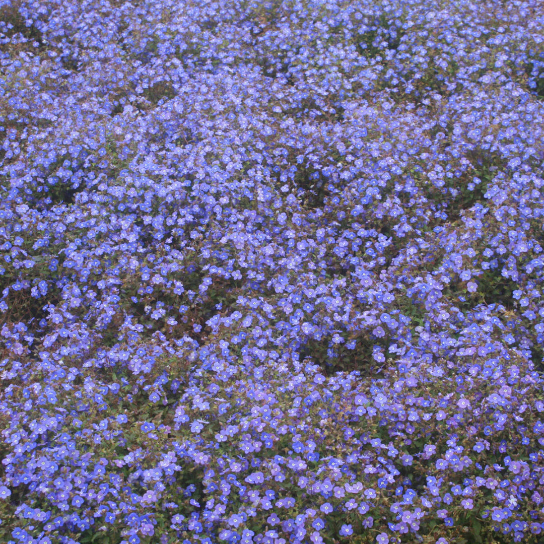 Veronica peduncularis Georgia Blue foliage
