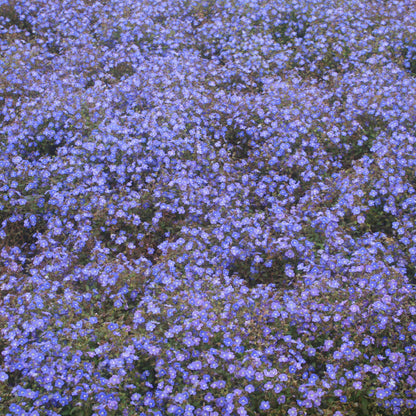 Veronica peduncularis Georgia Blue foliage