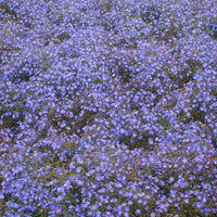 Veronica peduncularis Georgia Blue foliage