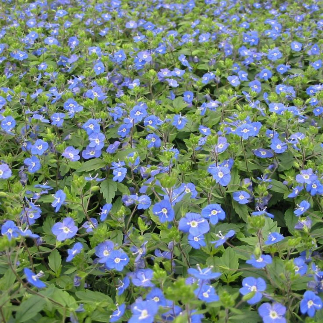 Veronica peduncularis &