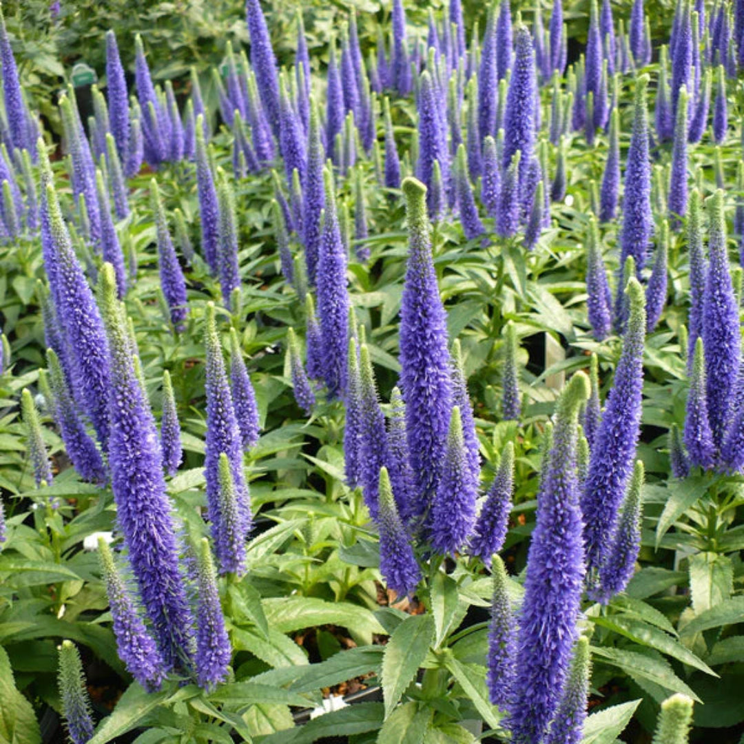 Veronica spicata &