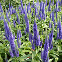 Veronica spicata 'Royal Candles' (Dwarf Spike Speedwell) - [EG]