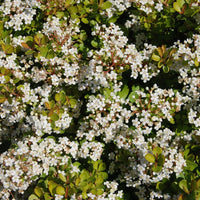 Compact viburnum bush with white viburnum flowers – easy-care evergreen shrub