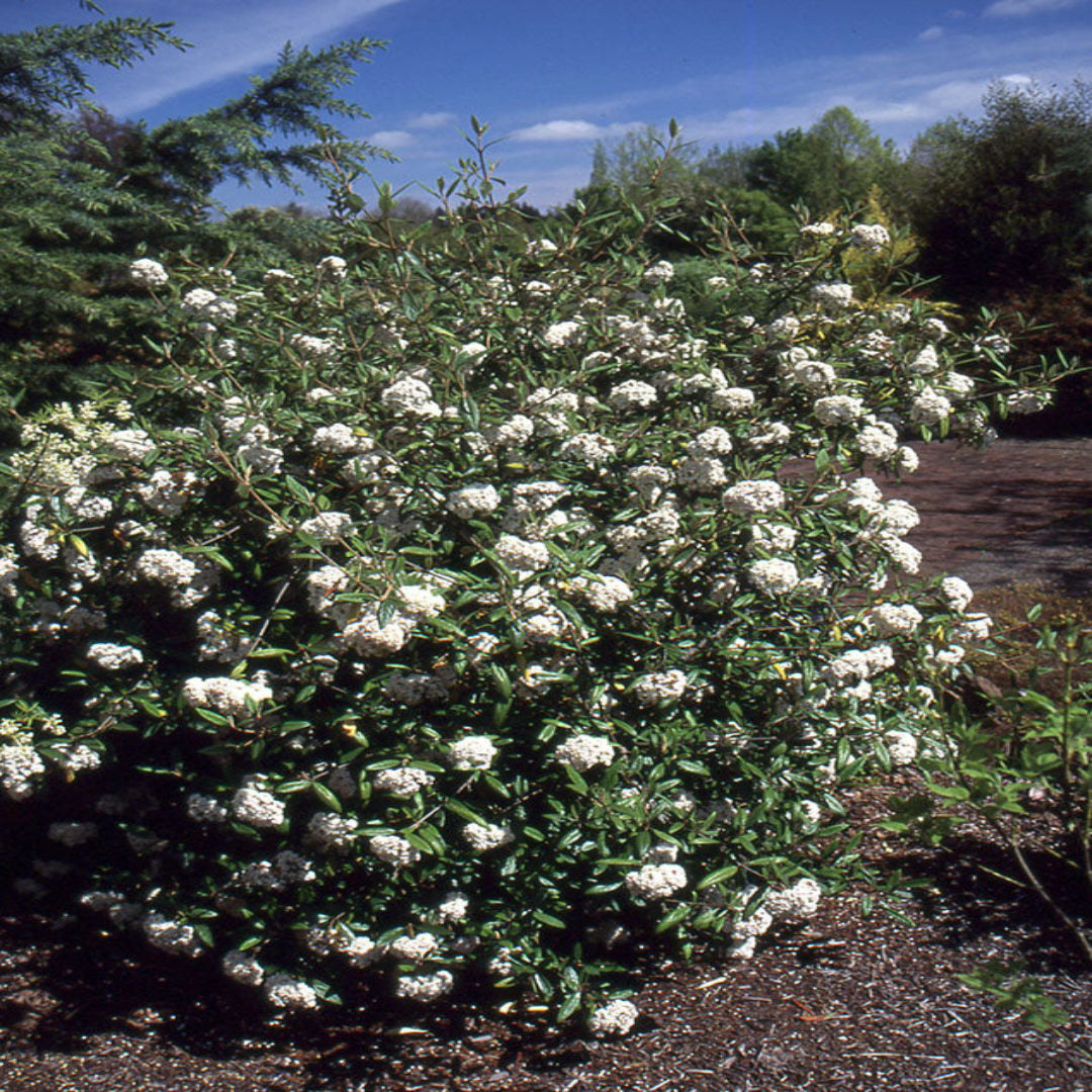 Viburnum Conoy-Small Shrub, Fragrant Flat