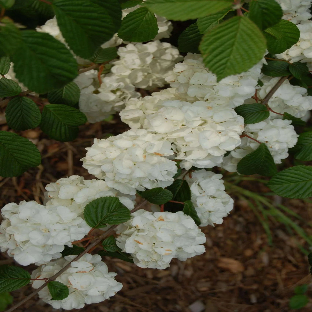 Popcorn Viburnum Shrub with Dense Flower Clusters and Green Leaves
