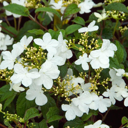 Summer Snowflake Viburnum Shrub