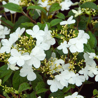 Fragrant Summer Snowflake Viburnum Shrub in Spring Garden